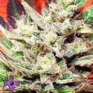 Gage Green Seeds Dream Catcher