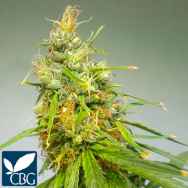 Cannabiogen Seeds Durban