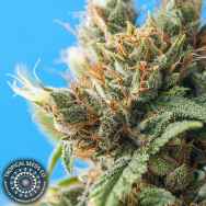 Tropical Seeds Durban Punch