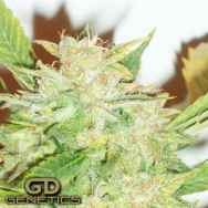 Green Devil Seeds Durweiss