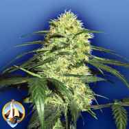 Flying Dutchmen Seeds Dutch Delight