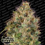 Paradise Seeds Dutch Kush