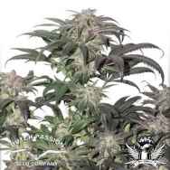 Dutch Passion Seeds Bubba Island Kush