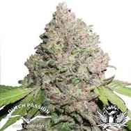 Dutch Passion Seeds CBD Charlotte's Angel