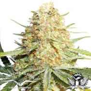 Dutch Passion Seeds Lemon Zkittle