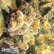 Dying Breed Seeds OZ #6