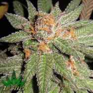 BC Bud Depot Seeds Dynamite OG