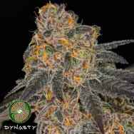 Dynasty Genetics Seeds Cherry Vanilla Cookies