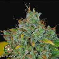 Dynasty Genetics Seeds Sour Peach Cobbler