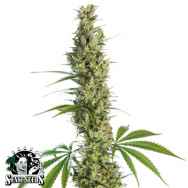 Sensi Seeds Eagle Bill