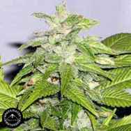 Sagarmatha Seeds Early Riser