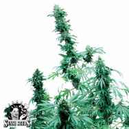 Sensi Seeds Early Skunk