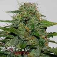 Apothecary Genetics Seeds Earth OG