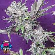 Dank Genetics Seeds East Coast Fire