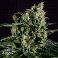 Genofarm Seeds Easy Haze