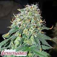 Lowryder Seeds Easy Ryder (AKA Lowryder #2 x AK47)