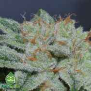 AlphaKronik Genes Seeds Eisbaer