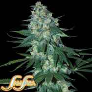 Samsara Seeds El Alquimista