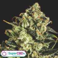 SuperCBDx Seeds Emerald Jack x SCBDX