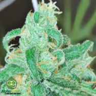 AlphaKronik Genes Seeds Enigma