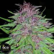 ACE Seeds Erdpurt