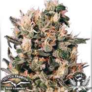 Dutch Passion Seeds Euforia