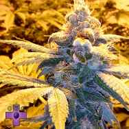 Gage Green Seeds Euphoric