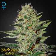 Green House Seeds Exodus Cheese AUTO