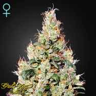 Green House Seeds Exodus Cheese AUTO CBD