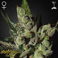 Green House Seeds Exodus Cheese