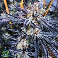 Exotic Genetix Seeds Monkey Mints