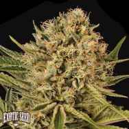 Exotic Seed Herz OG