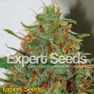 Expert Seeds Expert Haze