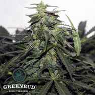 Greenbud Seeds Explode AUTO