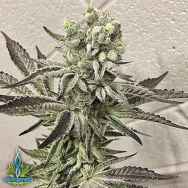 Exotic Genetix Seeds Extreme Cream