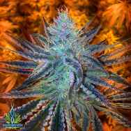 Exotic Genetix Seeds Extreme Orange