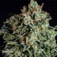 Genofarm Seeds Farm Cheese