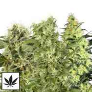 White Label Seeds Female Mix