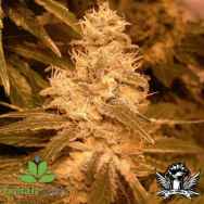 Female Seeds AUTO Kush