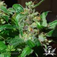 Female Seeds Black Sugar