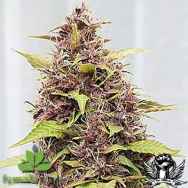 Female Seeds Purple Power