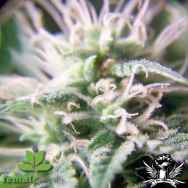 Female Seeds Purple Maroc