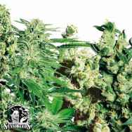 Sensi Seeds Feminized Mix