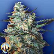 Flying Dutchmen Seeds Feminized Mix