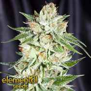 Elemental Seeds Fifth Element