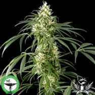 Finest Medicinal Seeds Amnesia Haze