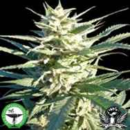 Finest Medicinal Seeds Citrus Skunk