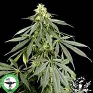 Finest Medicinal Seeds G13