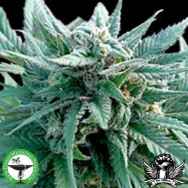 Finest Medicinal Seeds Medi Kush AKA Kushage