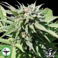 Finest Medicinal Seeds Medifem SS